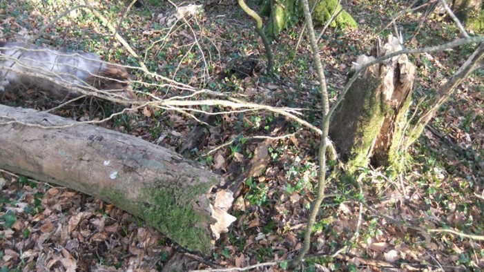 Mau tempo: Árvores tombadas, circulação difícil