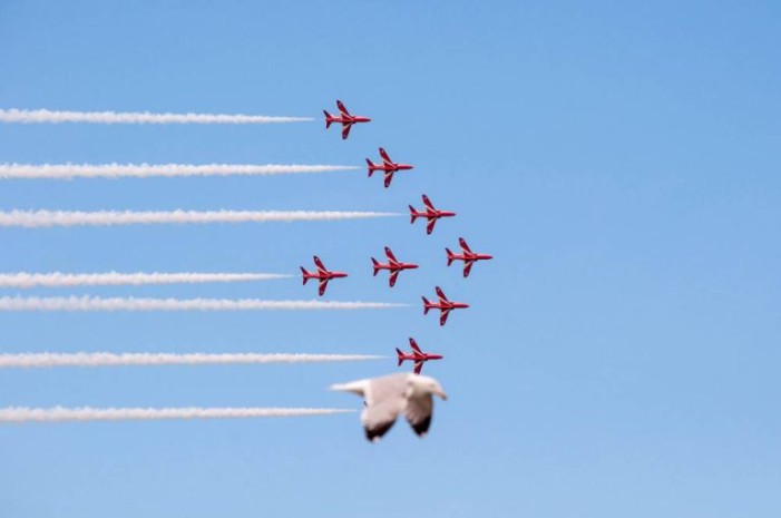 Gaivota voa com os Red Arrows