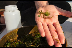 Microplásticos em “níveis alarmantes” em lagos e rios canadianos