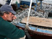 Pesca da sardinha reabre na segunda-feira – despacho