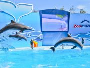 Organização britânica aponta Zoomarine de Albufeira como sítio a evitar