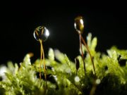 Estudo conclui que musgos previnem a erosão em áreas ardidas