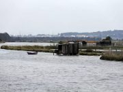 Figueira da Foz quer viabilizar pesca de lampreia no Mondego ‘infestado’ de detritos