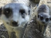 Jardim Zoológico de Lisboa propõe descoberta virtual do mundo animal