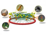 Estudo internacional alerta que as redes tróficas naturais estão em perigo