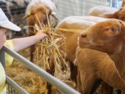 Ettelbruck/Covid-19: Feira Agrícola cancelada!