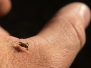 Cientistas alteraram genes de um mosquito para disseminar genes antimaláricos