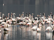 Duas colónias de flamingos estão a nidificar pela primeira vez em Portugal