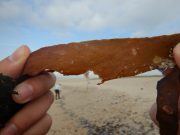 Projeto da Universidade de Coimbra aposta na valorização do sargaço