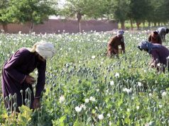 Talibãs proíbem cultivo de papoila e de outras substâncias narcóticas no Afeganistão